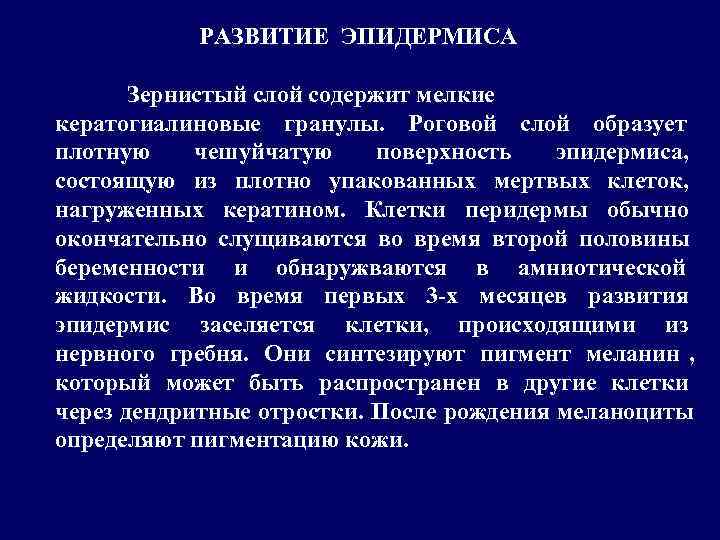  РАЗВИТИЕ ЭПИДЕРМИСА   Зернистый слой содержит мелкие кератогиалиновые гранулы. Роговой слой