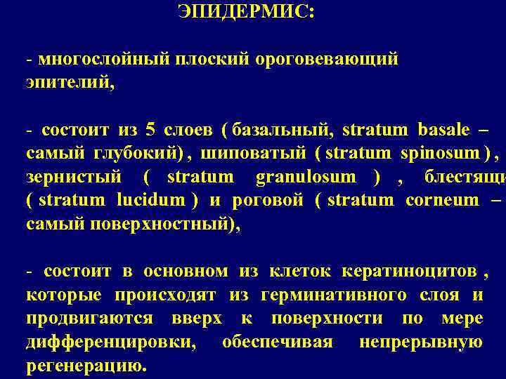     ЭПИДЕРМИС:  - многослойный плоский ороговевающий эпителий,  - состоит