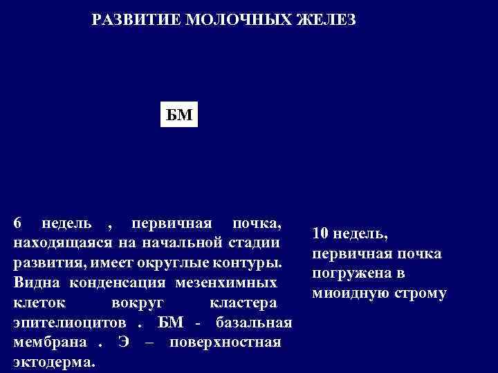    РАЗВИТИЕ МОЛОЧНЫХ ЖЕЛЕЗ    БМ 6 недель , первичная