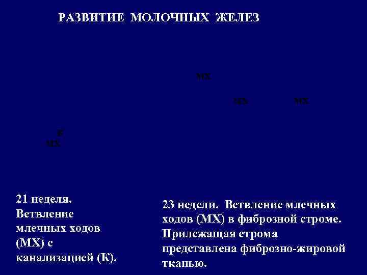   РАЗВИТИЕ МОЛОЧНЫХ ЖЕЛЕЗ     МХ  МХ  К