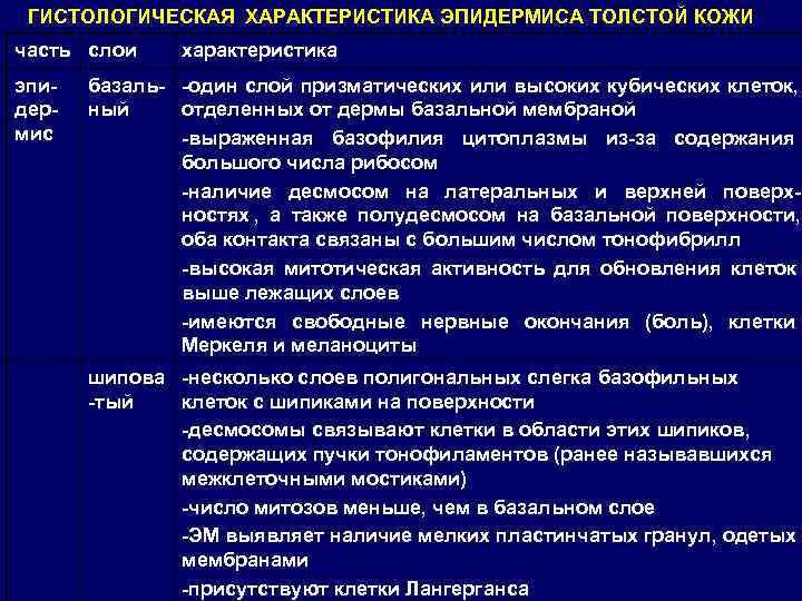  ГИСТОЛОГИЧЕСКАЯ ХАРАКТЕРИСТИКА ЭПИДЕРМИСА ТОЛСТОЙ КОЖИ часть слои характеристика эпи-  базаль- -один слой