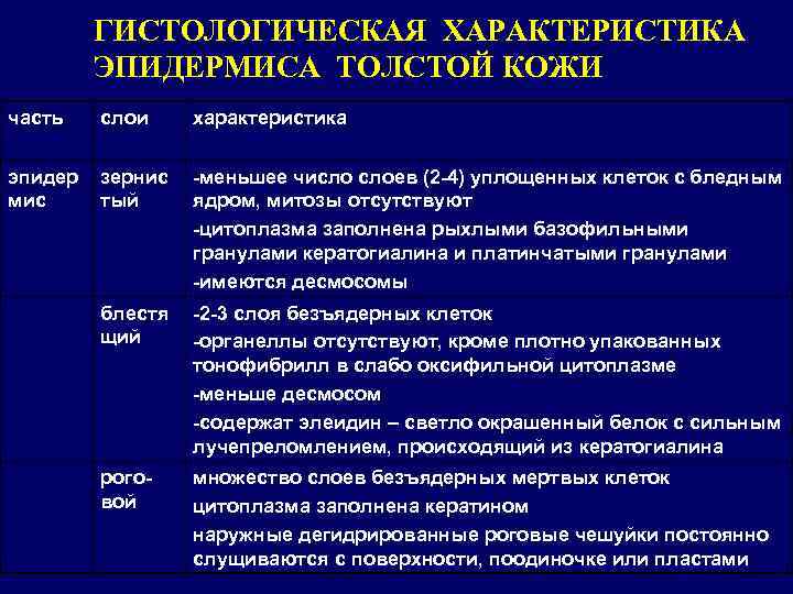    ГИСТОЛОГИЧЕСКАЯ ХАРАКТЕРИСТИКА   ЭПИДЕРМИСА ТОЛСТОЙ КОЖИ часть  слои характеристика