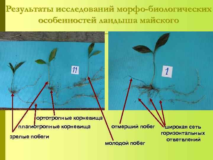 Результаты исследований морфо-биологических  особенностей ландыша майского   ортотропные корневища  плагиотропные корневища