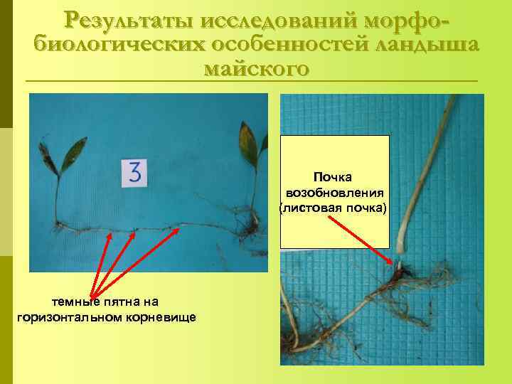   Результаты исследований морфо-  биологических особенностей ландыша    майского 