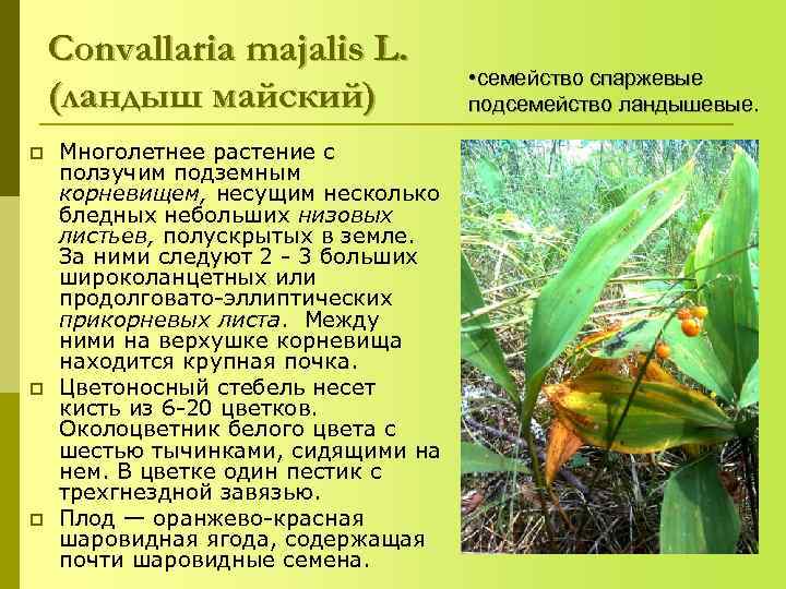   Convallaria majalis L.    • семейство спаржевые (ландыш майский) 