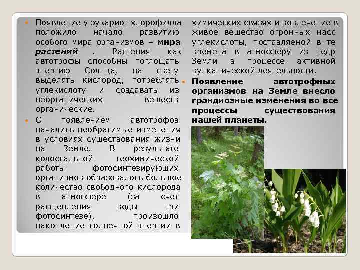  Появление у эукариот хлорофилла   химических связях и вовлечение в  положило