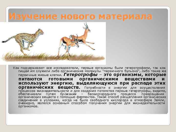 Изучение нового материала Как подчеркивают все исследователи,  первые организмы были гетеротрофами,  так