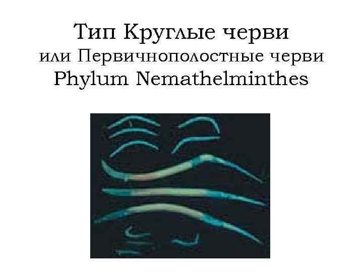 Тип Круглые черви или Первичнополостные черви Phylum Nemathelminthes 