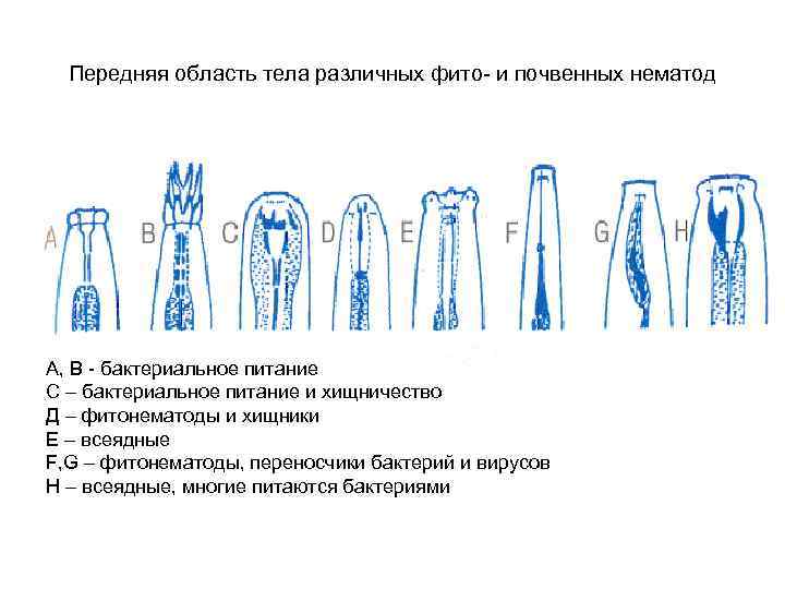 Передняя область тела различных фито- и почвенных нематод А, В - бактериальное питание С