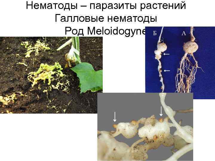 Нематоды – паразиты растений Галловые нематоды Род Meloidogyne 