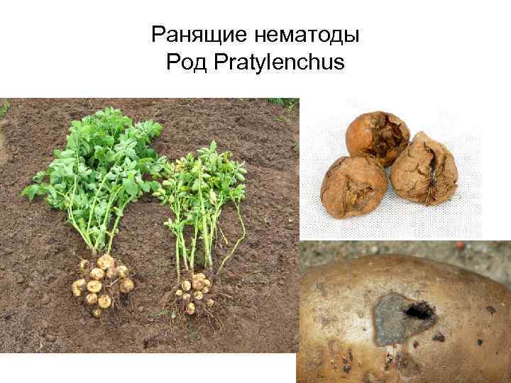 Ранящие нематоды Род Pratylenchus 