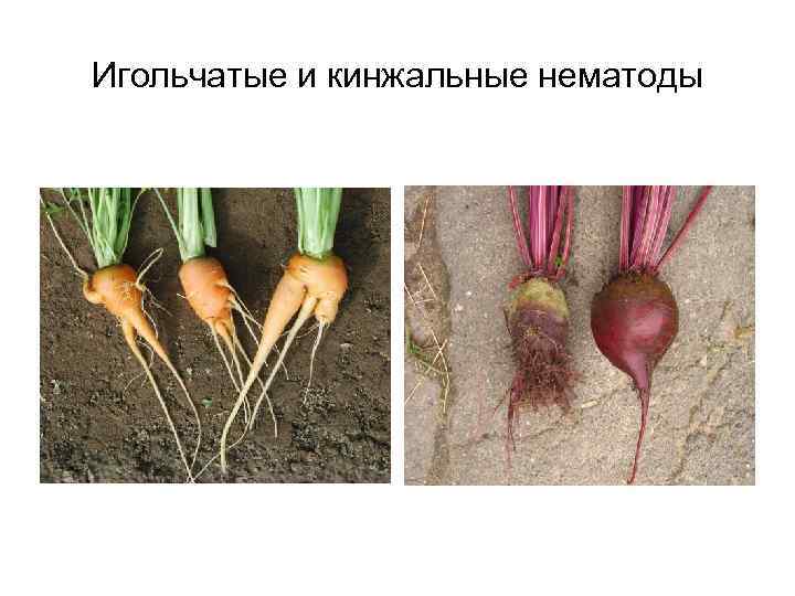 Игольчатые и кинжальные нематоды 