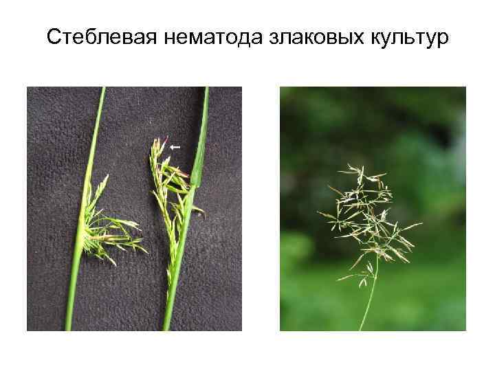 Стеблевая нематода злаковых культур 