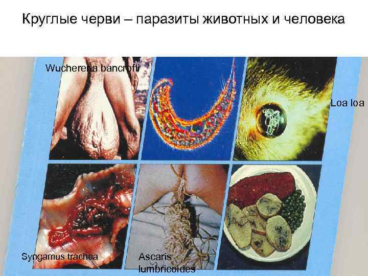 Круглые черви – паразиты животных и человека Wuchereria bancrofti Loa loa Syngamus trachea Ascaris