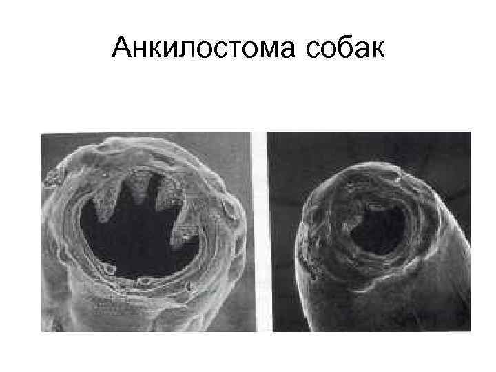 Анкилостома собак 