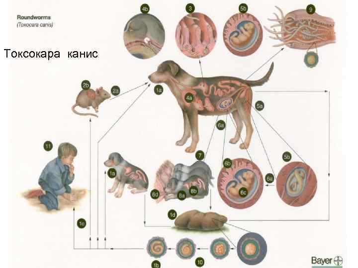 Токсокара канис 
