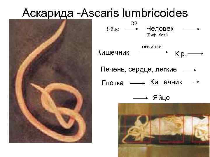 Аскарида -Ascaris lumbricoides Яйцо О 2 Человек (Диф. Хоз. ) Кишечник личинки К. р.