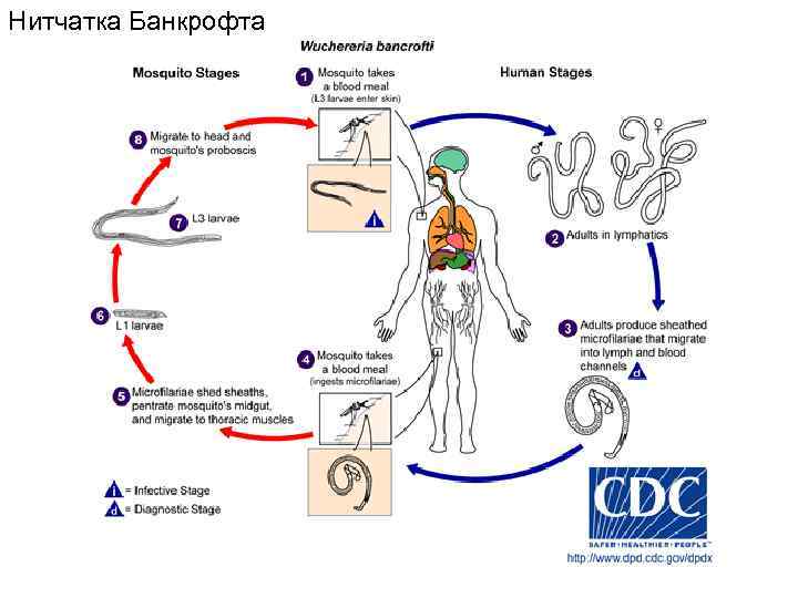 Нитчатка Банкрофта 