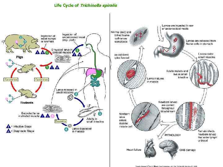 Life Cycle of Trichinella spiralis 