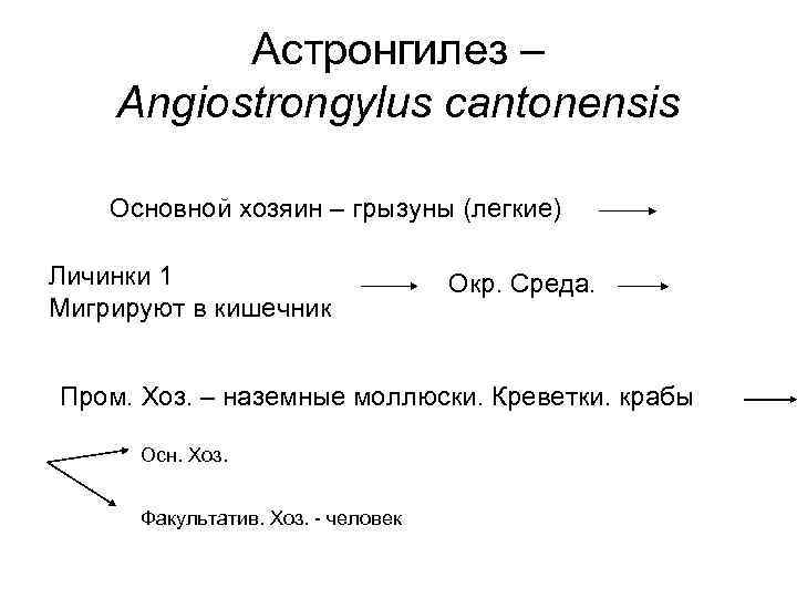 Астронгилез – Angiostrongylus cantonensis Основной хозяин – грызуны (легкие) Личинки 1 Мигрируют в кишечник