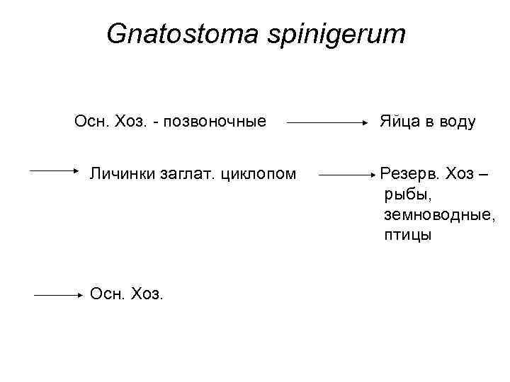 Gnatostoma spinigerum Осн. Хоз. - позвоночные Личинки заглат. циклопом Осн. Хоз. Яйца в воду