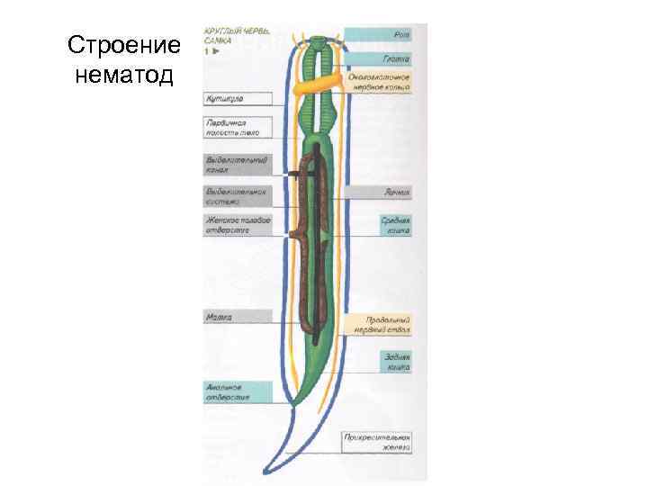 Строение нематод 