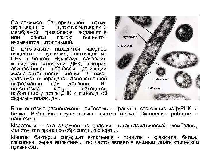 Содержимое бактериальной клетки,  ограниченное  цитоплазматической мембраной,  прозрачное,  водянистое или 