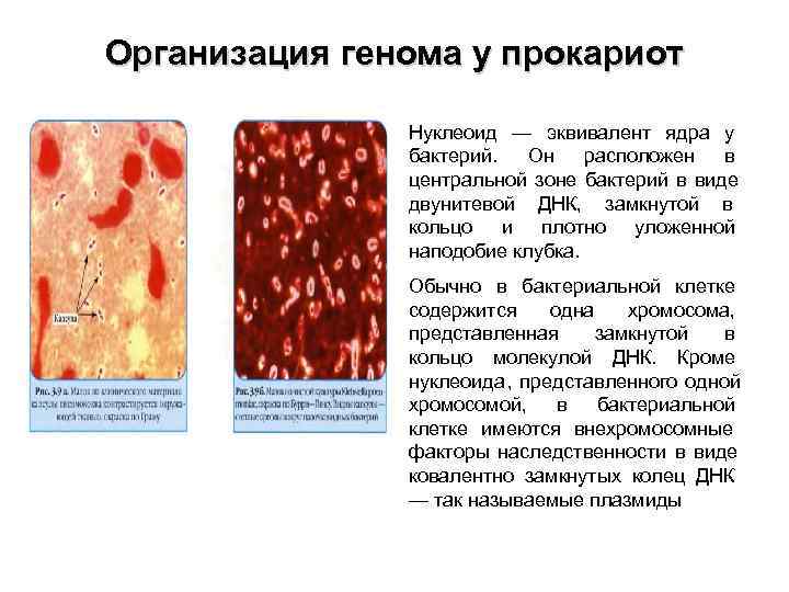 Организация генома у прокариот   Нуклеоид — эквивалент ядра у   бактерий.