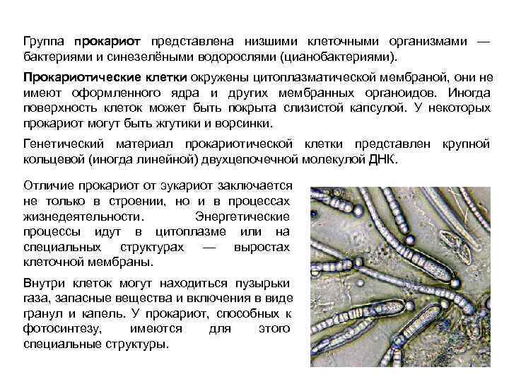 Группа прокариот представлена низшими клеточными организмами —     бактериями и синезелёными