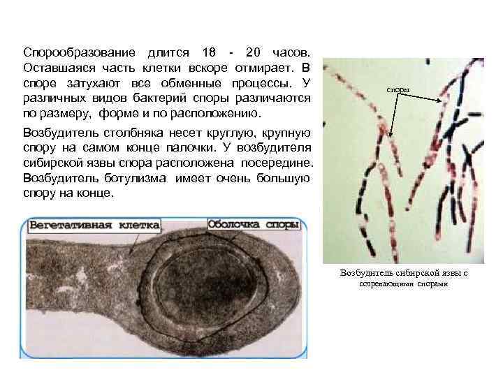 Спорообразование длится 18 - 20 часов.  Оставшаяся часть клетки вскоре отмирает.  В