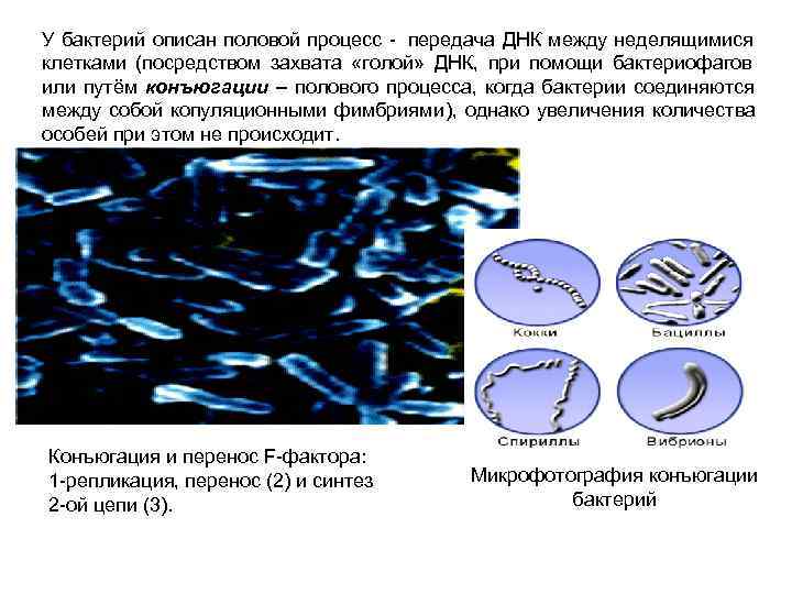 У бактерий описан половой процесс - передача ДНК между неделящимися    
