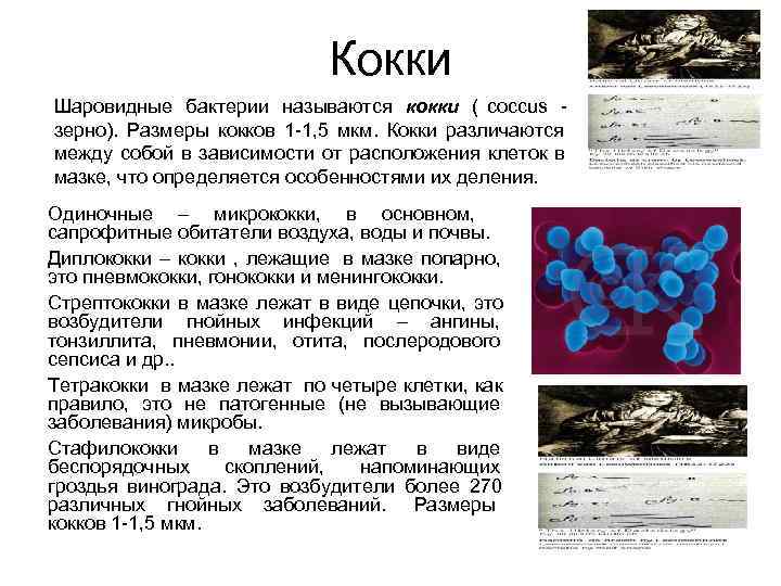       Кокки Шаровидные бактерии называются кокки ( coccus -