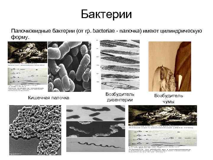       Бактерии Палочковидные бактерии (от гр. bacteriae - палочка)