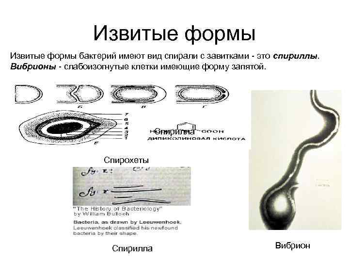    Извитые формы бактерий имеют вид спирали с завитками - это спириллы.