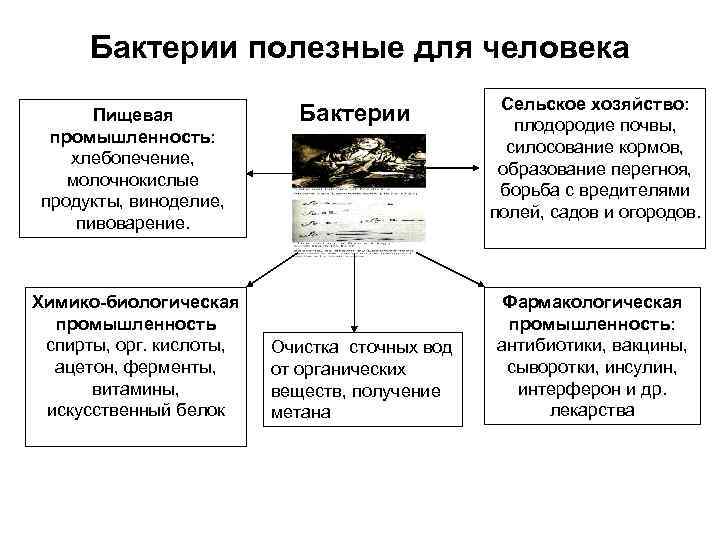  Бактерии полезные для человека     Сельское хозяйство:  Пищевая 