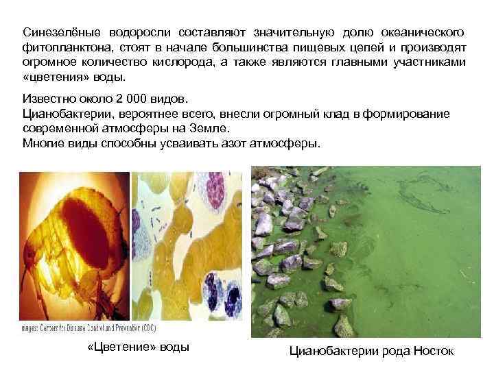 Синезелёные водоросли составляют значительную долю океанического фитопланктона,  стоят в начале большинства пищевых цепей