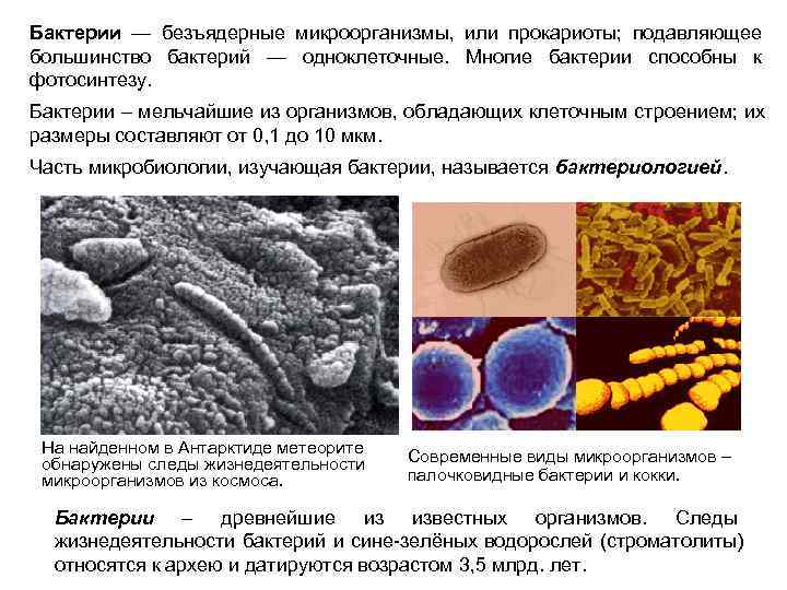 Бактерии — безъядерные микроорганизмы,  или прокариоты;  подавляющее большинство бактерий — одноклеточные. 