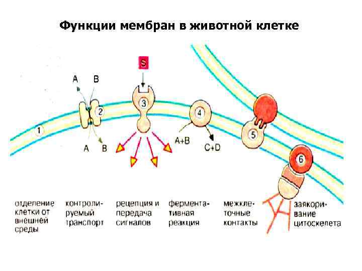 Функции мембран в животной клетке 