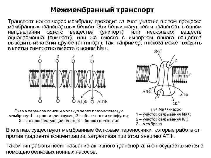 Возможен ли одновременный трансмембранный перенос ионов калия и натрия по схеме унипорта