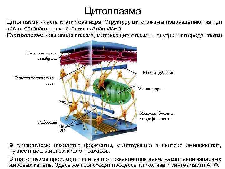 Цитоплазма часть клетки без ядра. Структуру цитоплазмы подразделяют на три части: органеллы, включения, гиалоплазма.