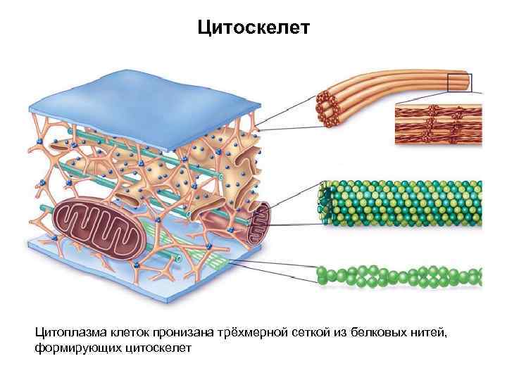 Цитоскелет Цитоплазма клеток пронизана трёхмерной сеткой из белковых нитей, формирующих цитоскелет 