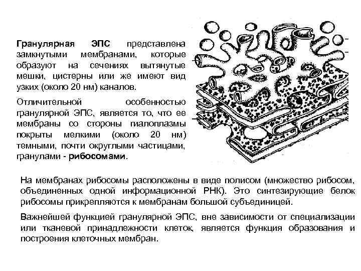 Гранулярная ЭПС представлена замкнутыми мембранами, которые образуют на сечениях вытянутые мешки, цистерны или же
