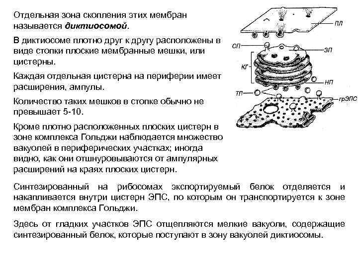 Отдельная зона скопления этих мембран называется диктиосомой. В диктиосоме плотно друг к другу расположены