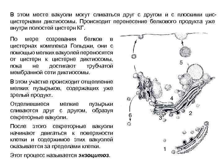 В этом месте вакуоли могут сливаться друг с другом и с плоскими цистернами диктиосомы.