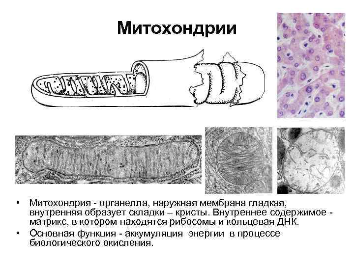 Митохондрии • Митохондрия органелла, наружная мембрана гладкая, внутренняя образует складки – кристы. Внутреннее содержимое