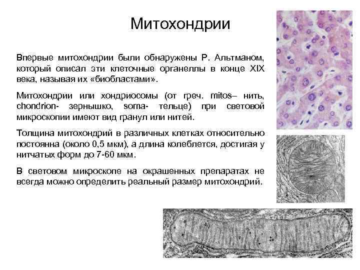 Митохондрии Впервые митохондрии были обнаружены Р. Альтманом, который описал эти клеточные органеллы в конце
