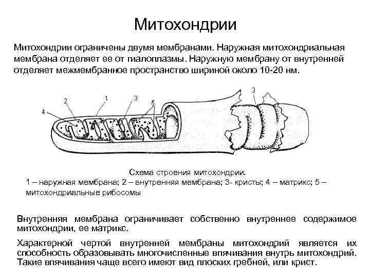 Митохондрии ограничены двумя мембранами. Наружная митохондриальная мембрана отделяет ее от гиалоплазмы. Наружную мембрану от