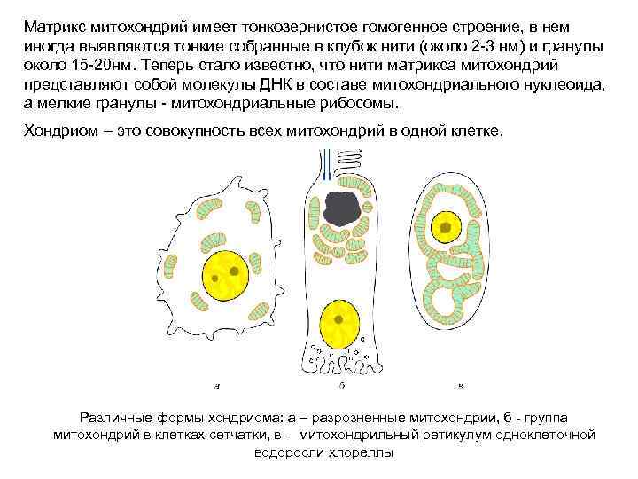 Матрикс митохондрий имеет тонкозернистое гомогенное строение, в нем иногда выявляются тонкие собранные в клубок