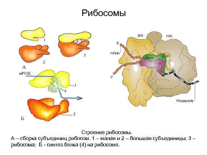 Сборка субъединиц рибосом происходит в