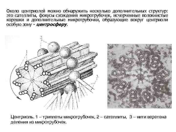 Вещество разрушающее микротрубочки веретена деления. Поперечный срез центриоли. Цитоскелет клетки и клеточный центр. Триплет в центриоли.